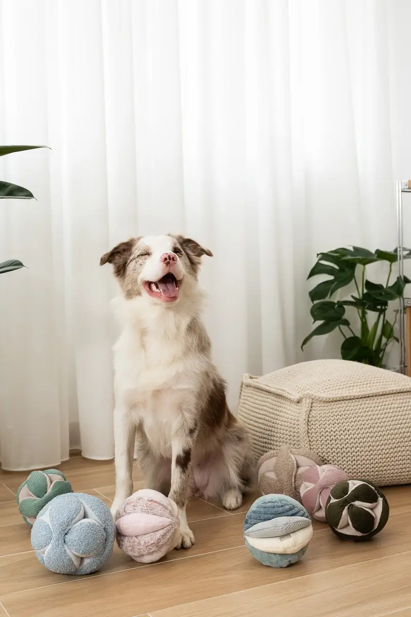 A dog sitting among knitted pet toys in a bright living room