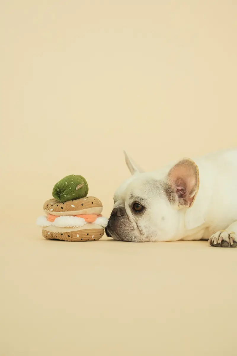 French bulldog lying beside a toy on a beige backdrop