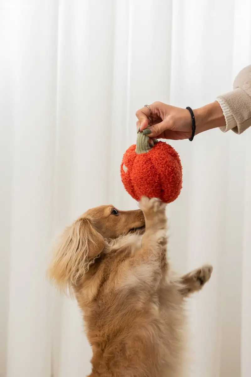 Dog reaching for a red apple toy held up by a hand