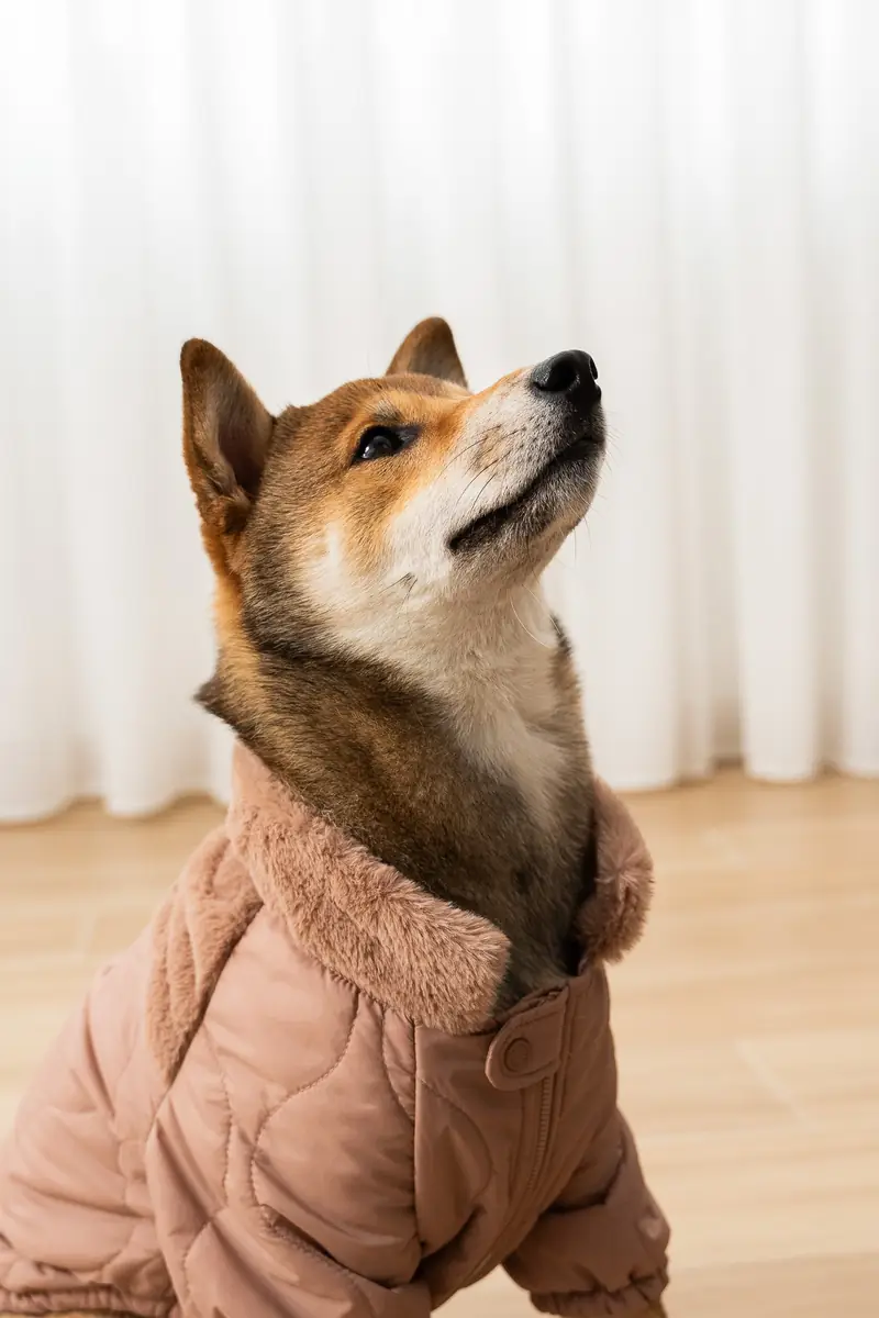 Shiba Inu wearing a pink knitted jumper