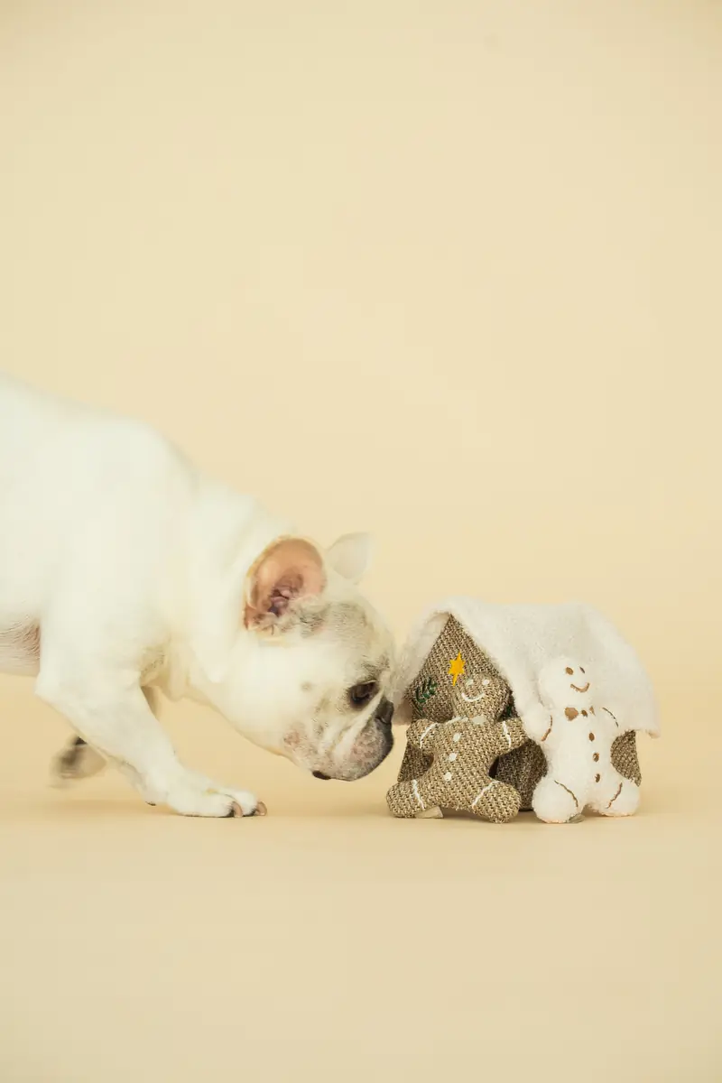 Two puppies lying on a beige backdrop