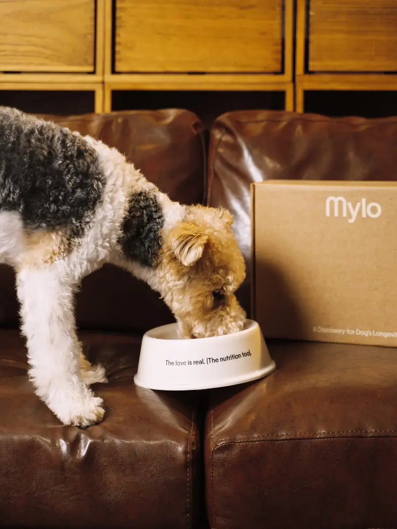 Terrier eating from a Mylo bowl on a leather sofa