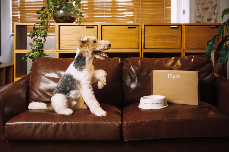 Small dog sitting on a leather sofa beside a Mylo box