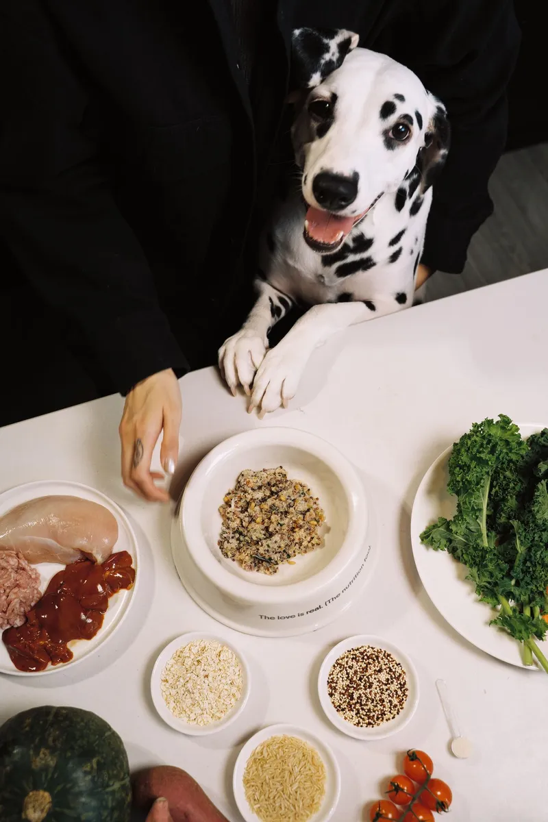 Dalmatian looking over a table of fresh ingredients