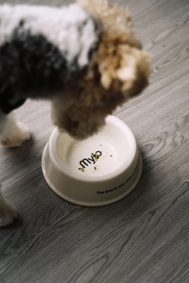 Fluffy dog eating from a Mylo bowl on a wooden floor