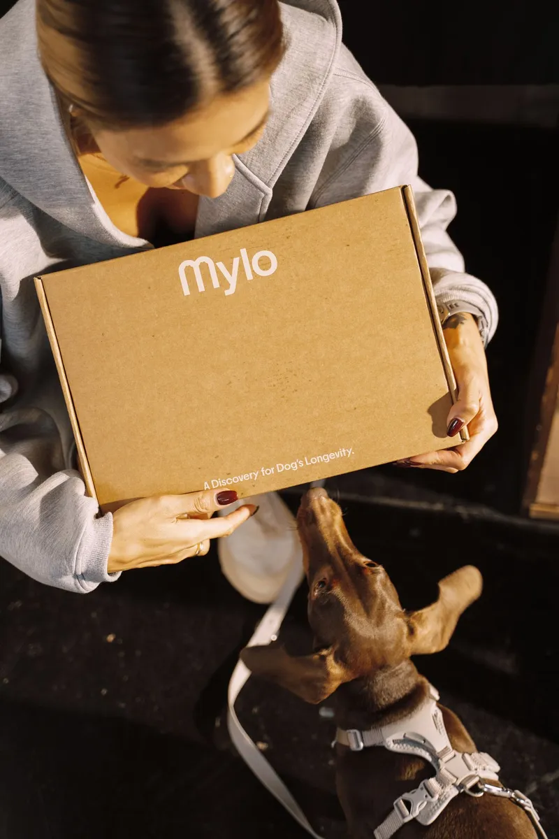 Person opening a Mylo box as a dachshund looks up