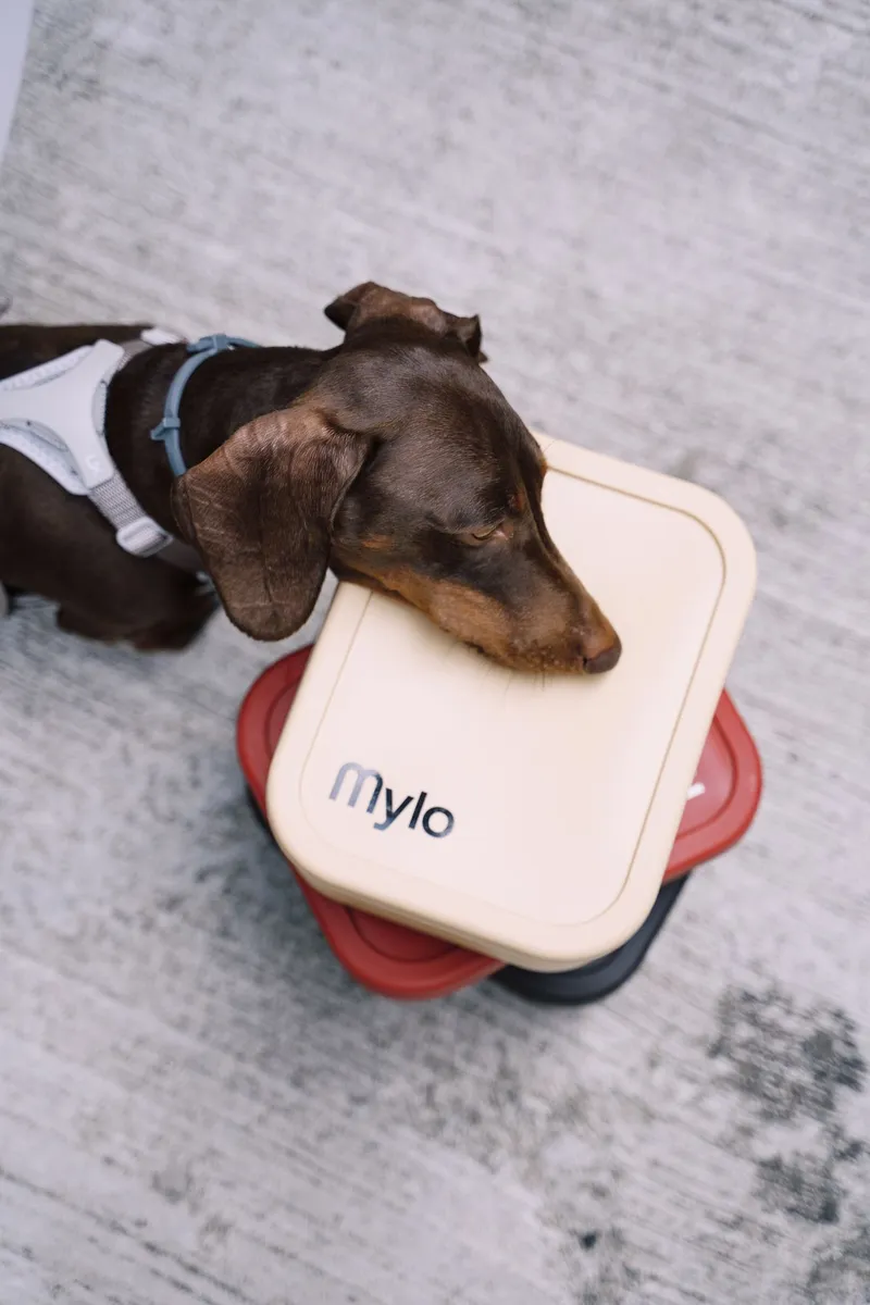Dachshund resting its chin on a Mylo food container