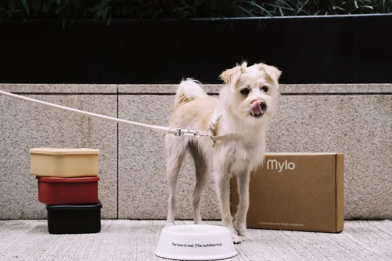 Small terrier beside a Mylo bowl, containers and box on a pavement