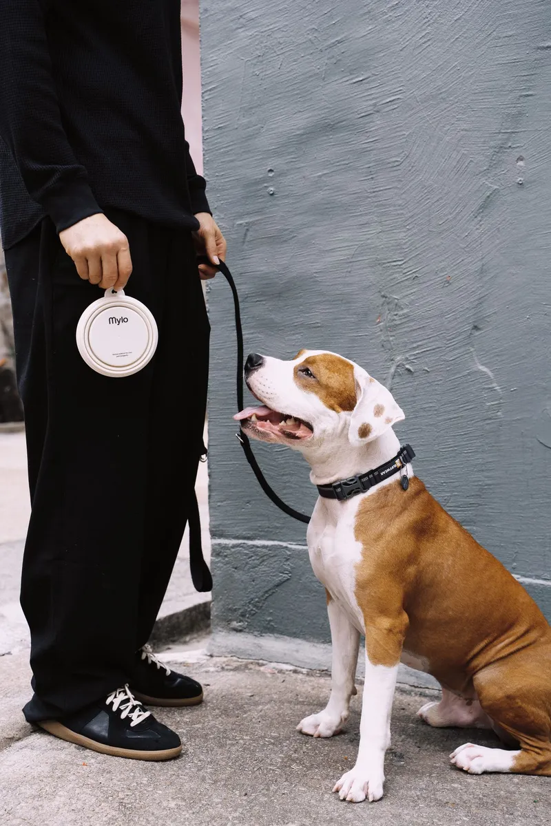 Dog on a lead looking up at a person holding a Mylo bowl